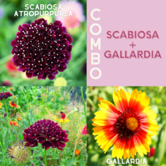 150 Semillas Combo Scabiosa atropurpurea + Gallardia