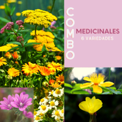 640 Semillas Combo Medicinales (6 variedades).
