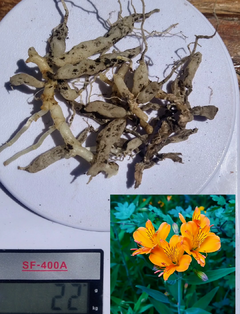 20 gramos rizomas de Amancay (Alstroemeria aurea) -Nativa Patagonia- en internet