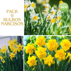 Pack 9 bulbos de Narcisos