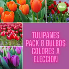 Pack 8 Bulbos Tulipán