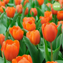 Bulbo Tulipán flor naranja