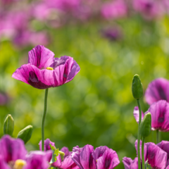 200 Semillas Amapola Papaver somniferum - comprar online