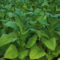 100 Semillas Tabaco (Nicotiana tabacum) - comprar online