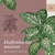 Dieffenbachia amoena - Tropic - tienda online