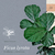 Ficus lyrata - Pandurata - tienda online