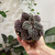 Peperomia Caperata Emerald Ripple Red - comprar online