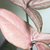 Syngonium podophyllum Pink