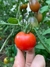 Semillas de Tomate Cherry Rojo Cereza (Solanum sect. Lycopersicon) - Siembra Feliz