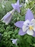 Semillas de Flor Aquilegia MC Kana Giants Mix (AQUILEGIA VULGARIS) - comprar online