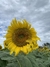 Semillas de Girasoles Mix (Helianthus annuus) en internet