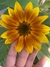 Semillas de Girasol Belleza de Otoño - comprar online