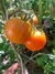 Imagen de Semillas de Tomate Cherry Sunrise Bumblebee