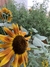 Imagen de Semillas de Girasoles Mix (Helianthus annuus)