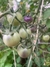 Semillas de Tomate Baby Blue (Solanum sect. Lycopersicon) - Siembra Feliz