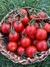 Semillas de Tomate Cherry Rojo Cereza (Solanum sect. Lycopersicon) - comprar online