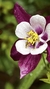 Semillas de Flor Aquilegia MC Kana Giants Mix (AQUILEGIA VULGARIS)