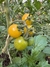 Semillas de Cherry Amarillo Cereza - Golden Cherry (Solanum lycopersicum) - Siembra Feliz