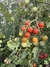 Semillas de Cherry Drop´s (Solanum lycopersicum) - comprar online