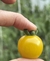 Imagen de Semillas de tomate yellow vernissage (Solanum lycopersicum)