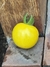 Semillas de tomate yellow vernissage (Solanum lycopersicum) en internet