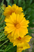 Semillas de flor Coreopsis Sunburst en internet