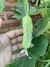 Semillas de Pepino Blanco (Cucumis sativus) en internet