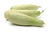 Semillas de Pepino Blanco (Cucumis sativus) - comprar online