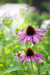 Semillas de Equinácea Purpurea (Echinacea purpurea) - comprar online