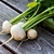 Semillas de Nabo Blanco Chato (Brassica rapa rapa)