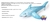 Tiburón Inflable Salvavidas Gigante 183x102 Cm en internet