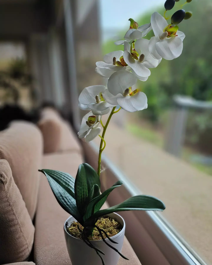 Orquídea Baby Natural + Matera Decorativa Plástica