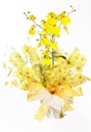 Orquidea Chuva de Ouro