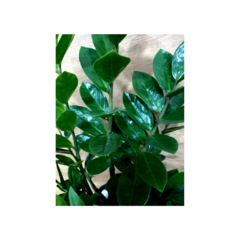 Zamioculcas na internet