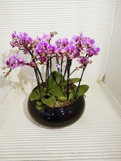 Coquetel de mini orquídeas