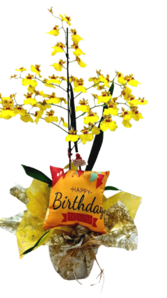 Orquídea Chuva de ouro Happy Birthay