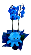 Orquídea azul e polvo