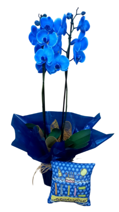 Orquídea Azul e Almofada