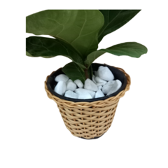 Ficus Lyrata - comprar online