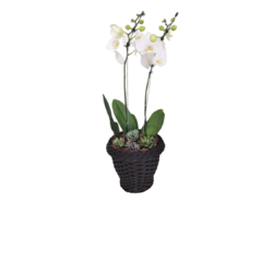 Orquidea e Suculentas