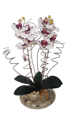 Orquídea permanente Rajada -