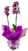 Orquídea Phaleanopolis roxa