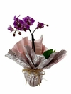 Mini orquídea roxa