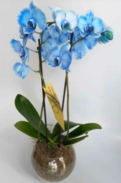 Orquídea Azul