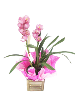 Orquídea Cimbydium Cor de Rosa