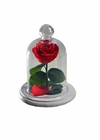 Rosa Encantada Vermelha