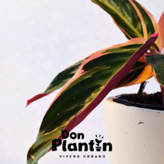 Calathea Triostar (Stromanthe)