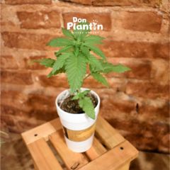 Plantín Cannabis ANANDA001 - Anandamida - Don Plantin