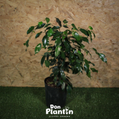 Ficus Benjamina en internet