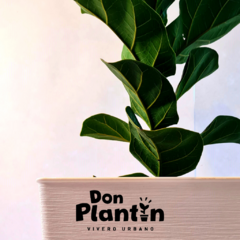 Ficus Pandurata (Lyrata) - Don Plantin
